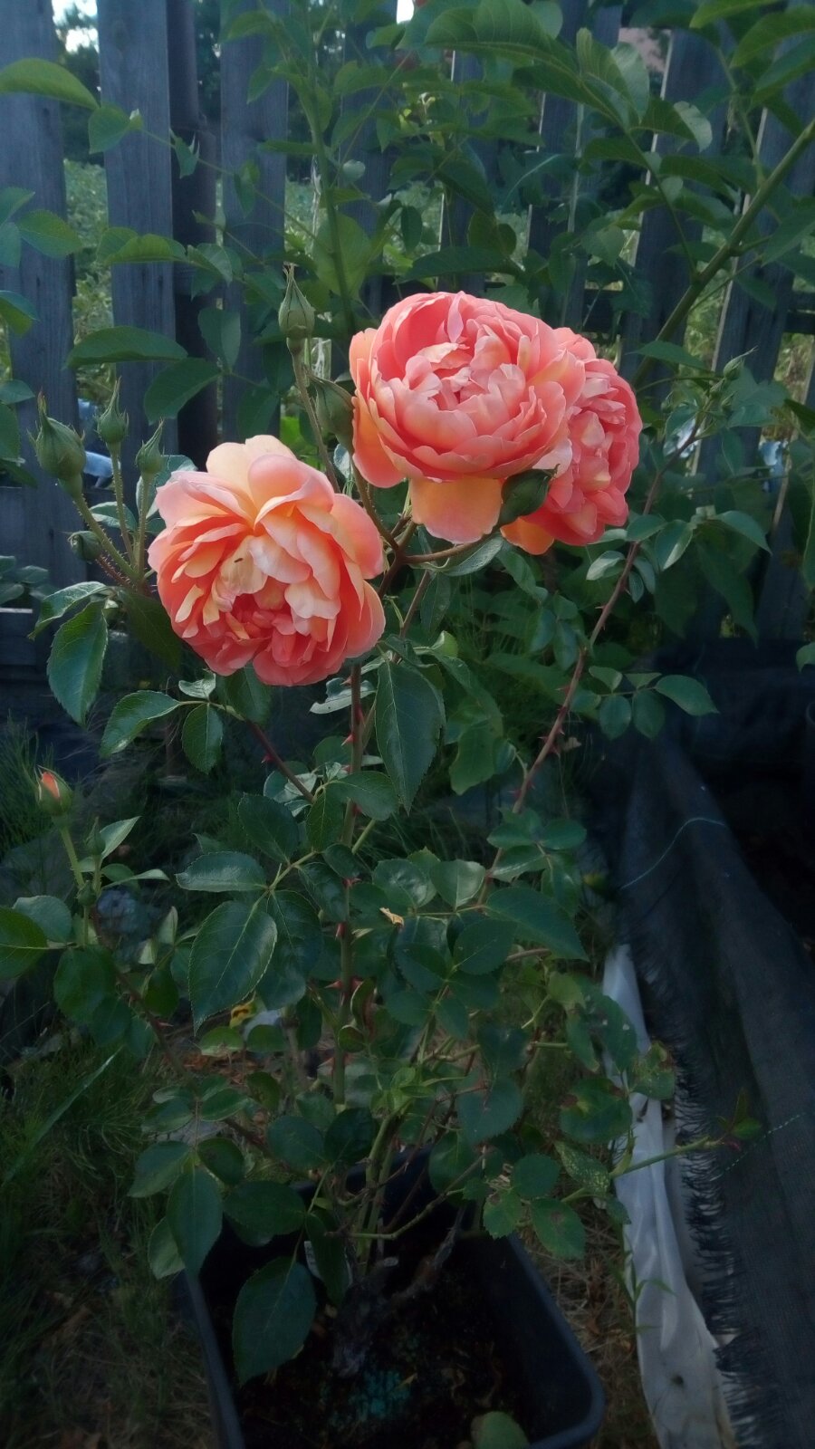 Роза английская Пэт Остин (Pat Austin)