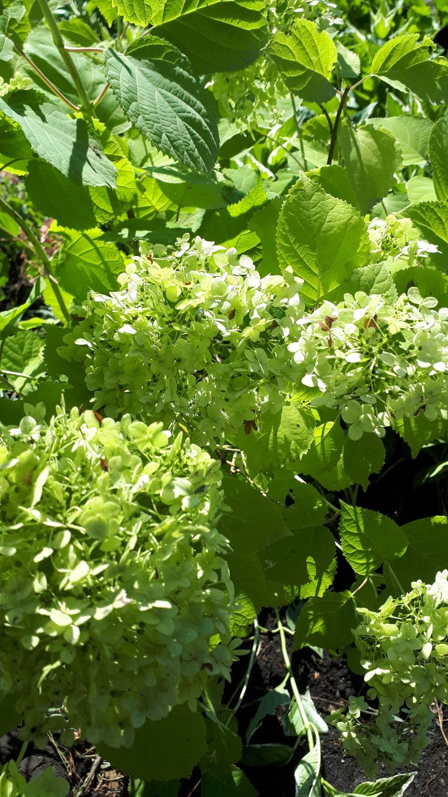 Гортензия мельчатая Грандифлора