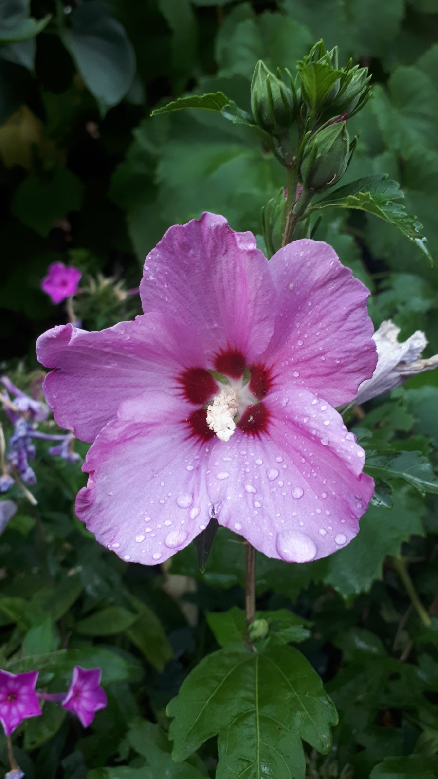 Гибискус сирийский Рубис 