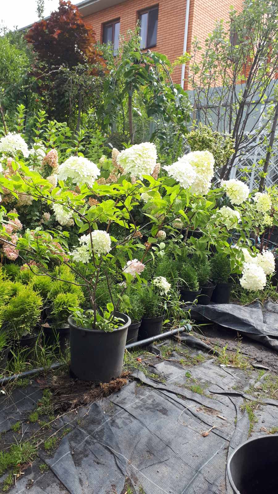 Гортензия мельчатая Silver Dollar (Сильвер Доллар)