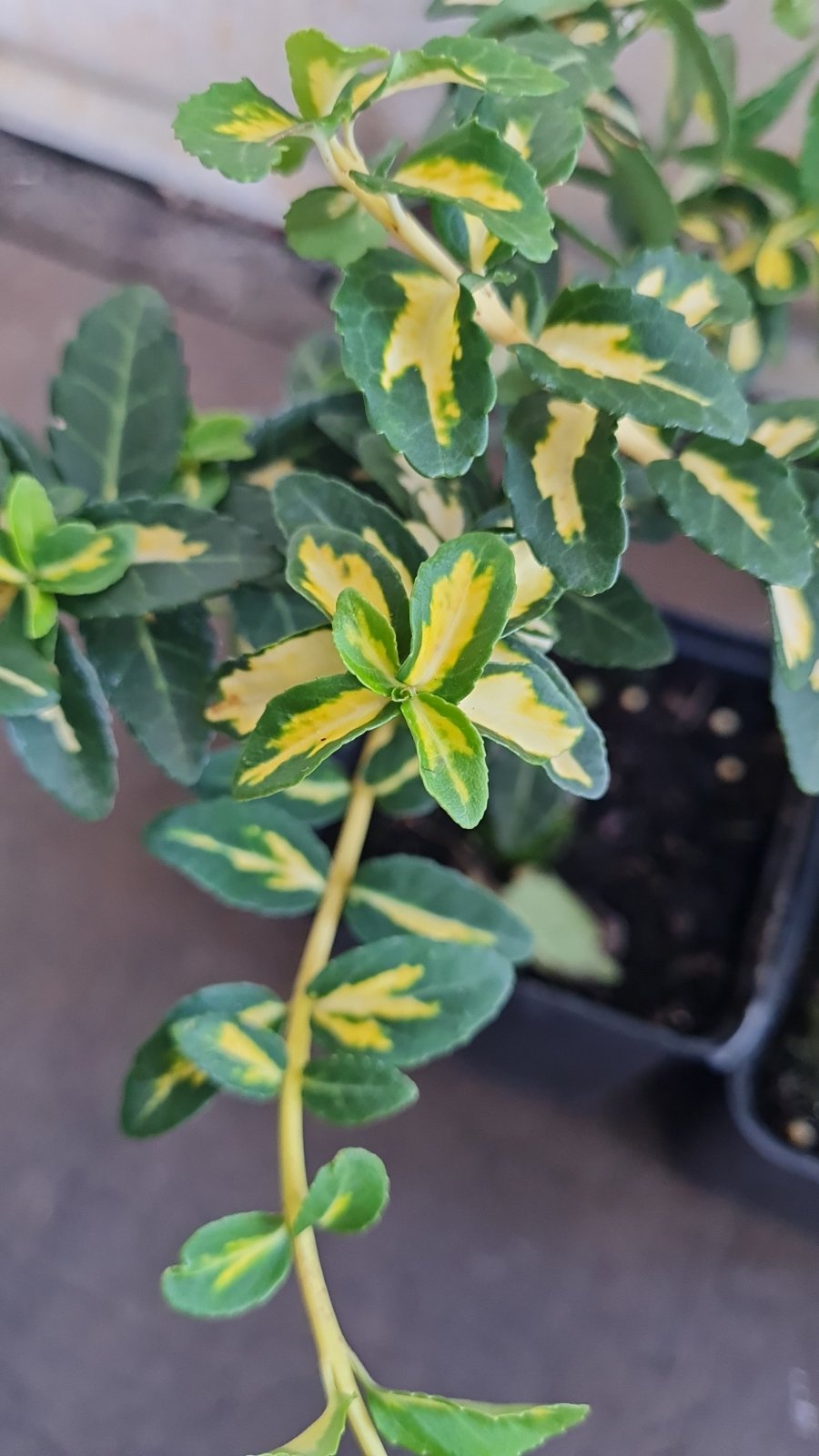 Не встановлено зображення