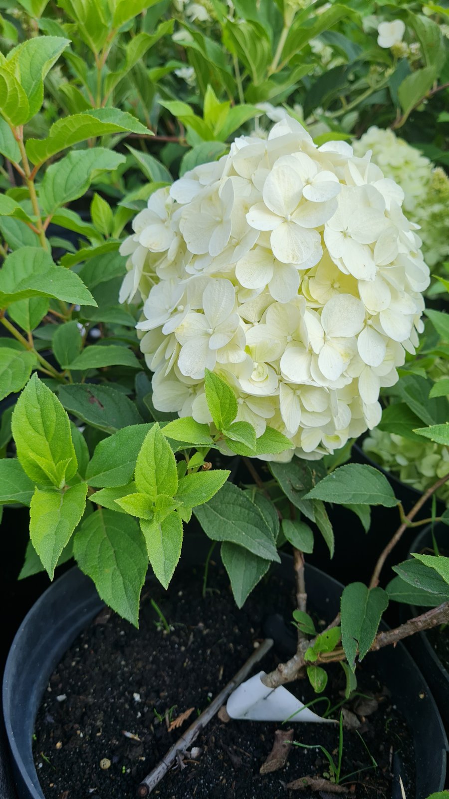 Гортензия метельчатая Полар Бир (Polar Bear)