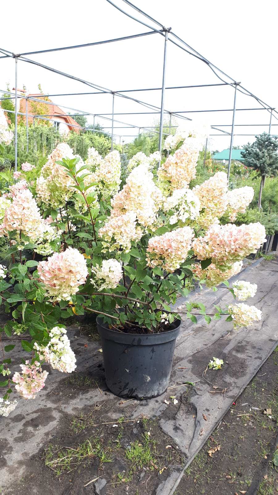 Гортензия метельчатая Сандэй Фрейз (Sunday Fraise)