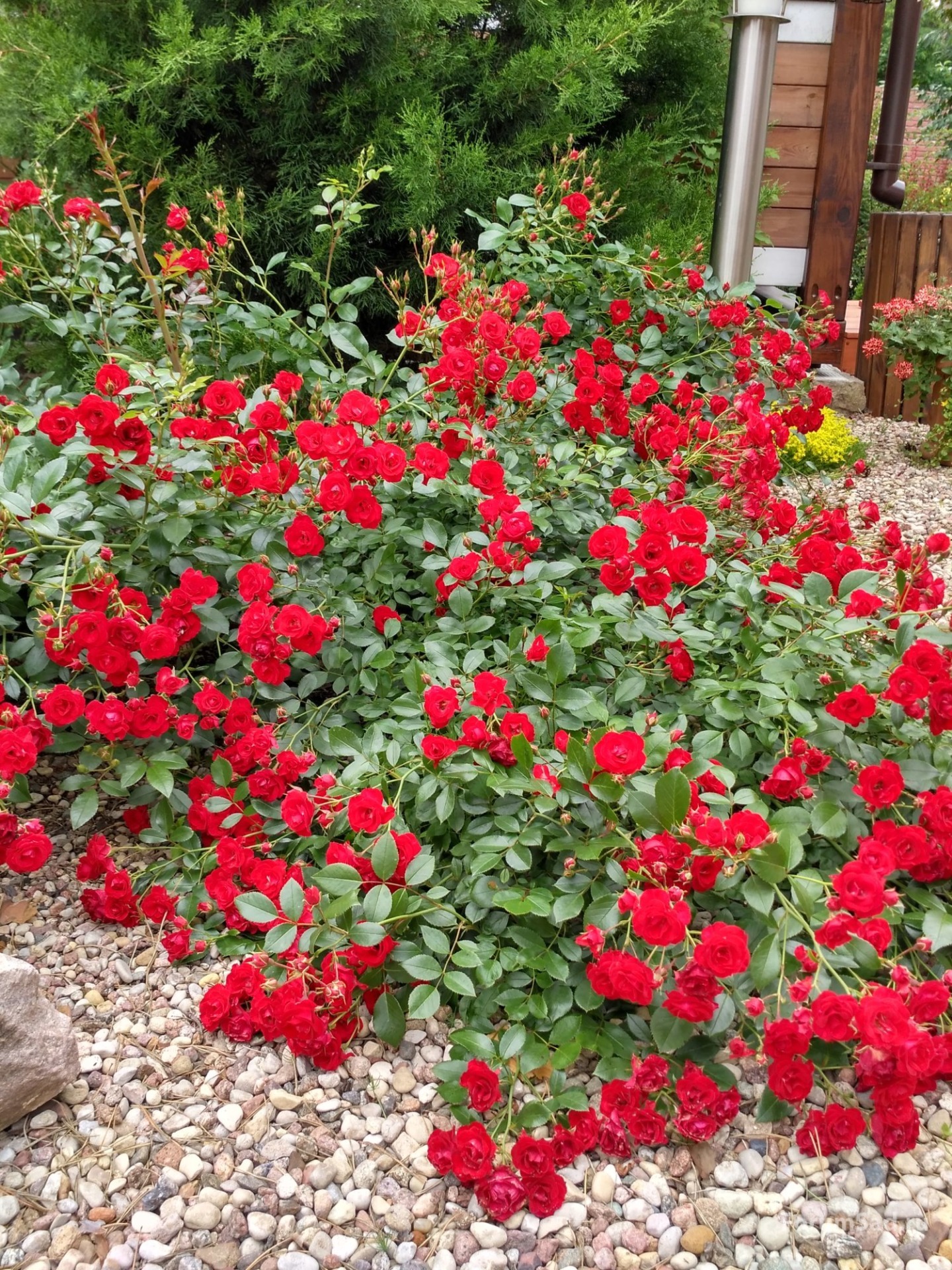 Роза почвопокровная Скарлет Мейяндекор