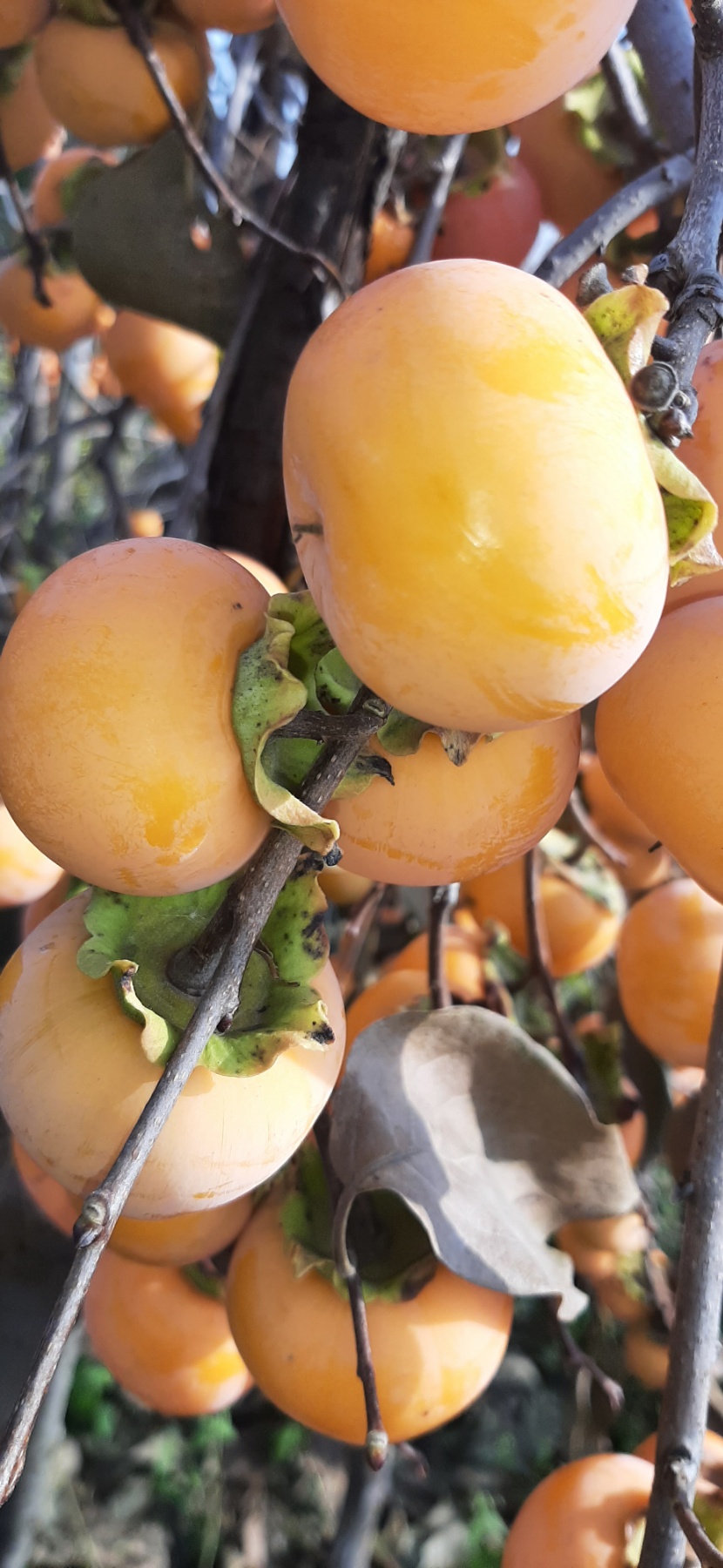 Хурма Божий Дар