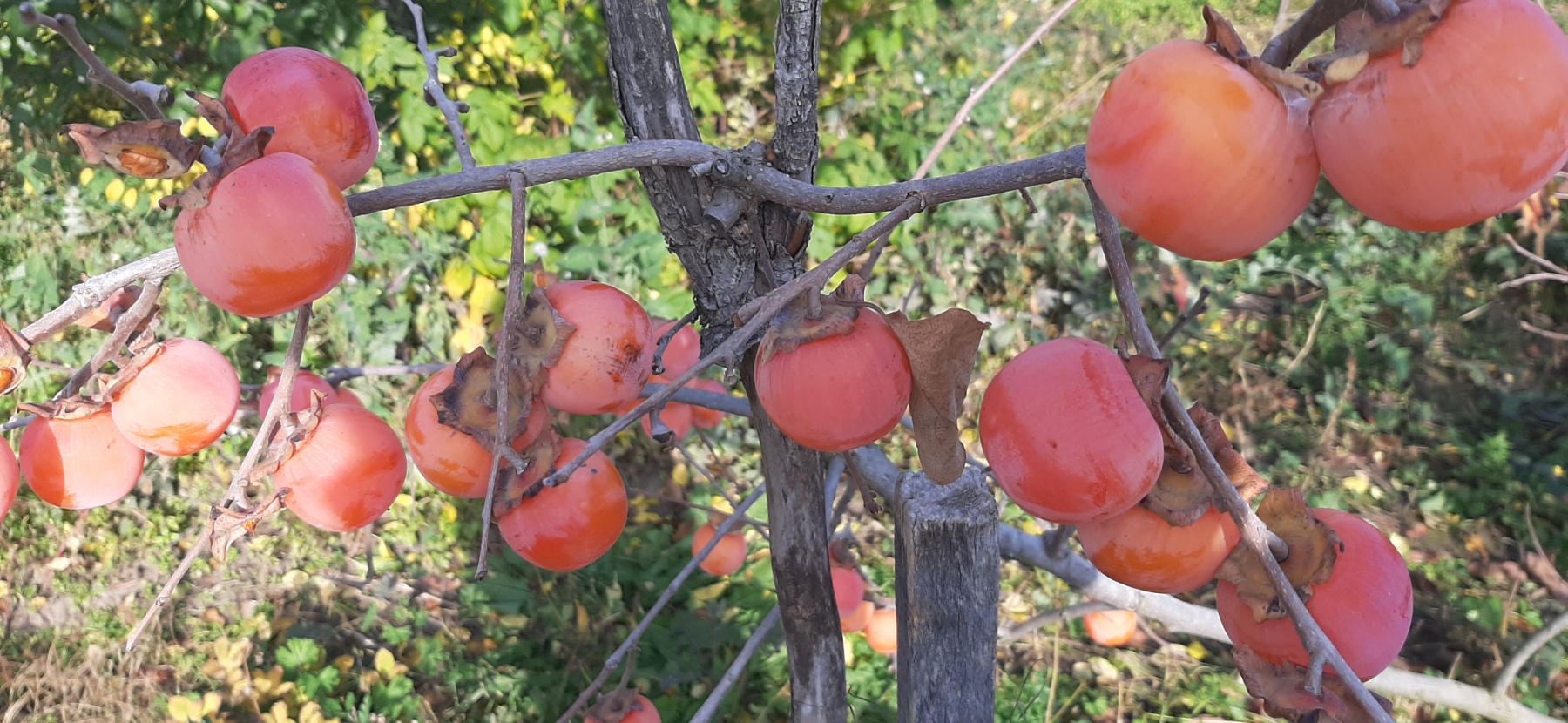 Хурма Говерла