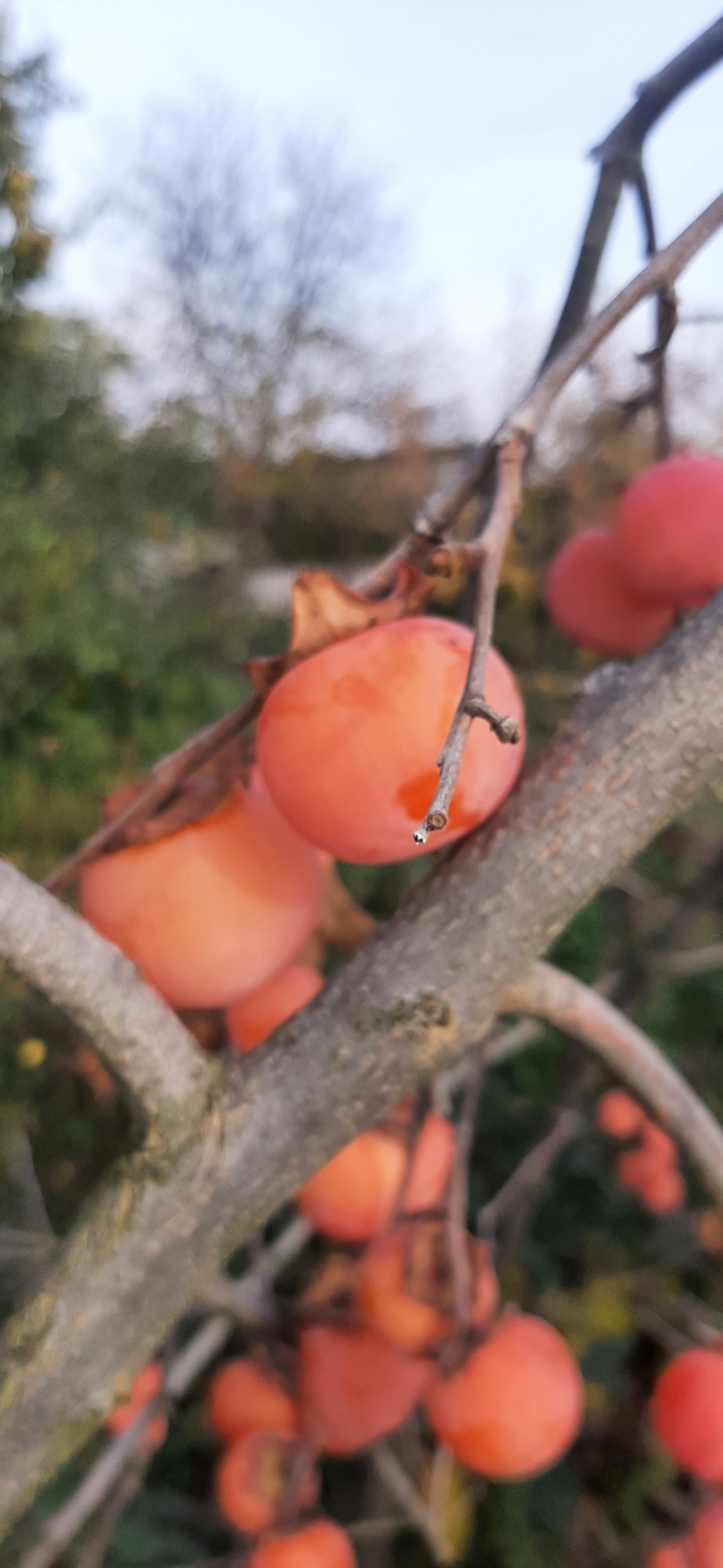 Хурма Сосновская