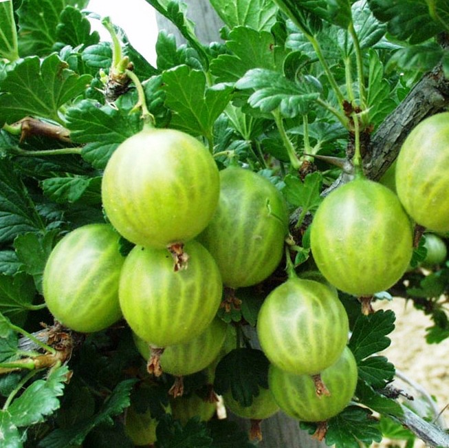 крыжовник родник