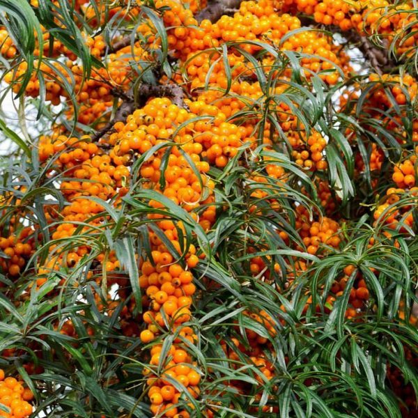 Облепиха сорт Подарок саду