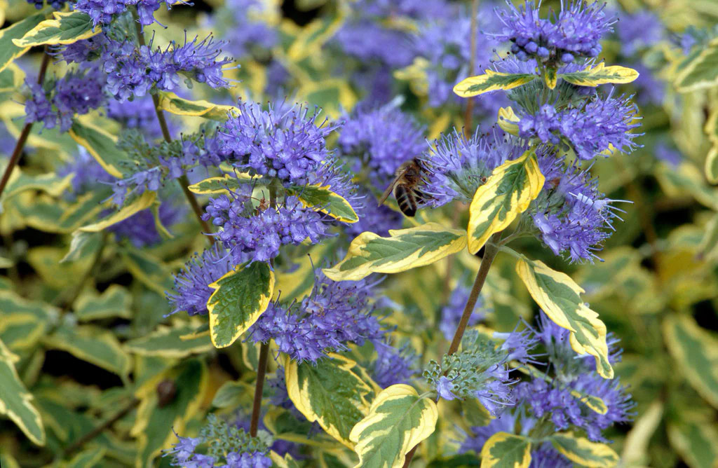 Каріоптеріс кландоненський Summer Sorbet (Горіхокрильник кладонський)