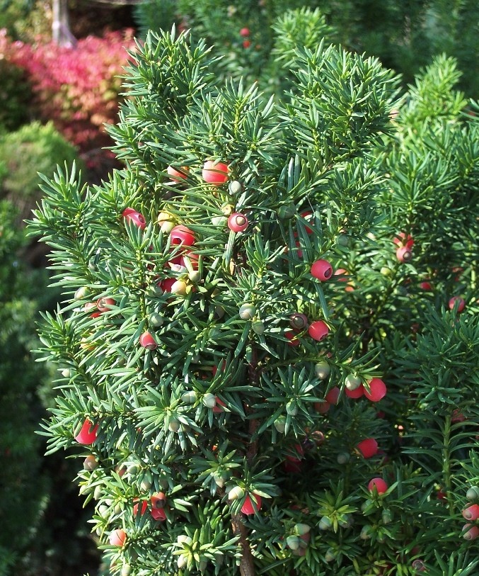 тис ягодный