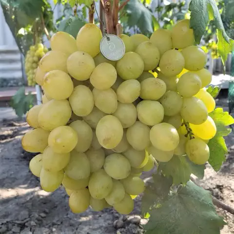 Виноград Слава Україні