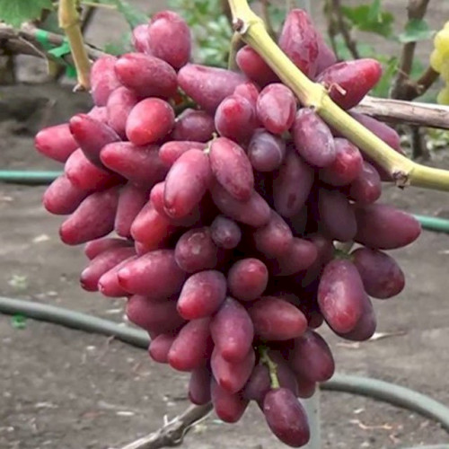 Виноград Талдун