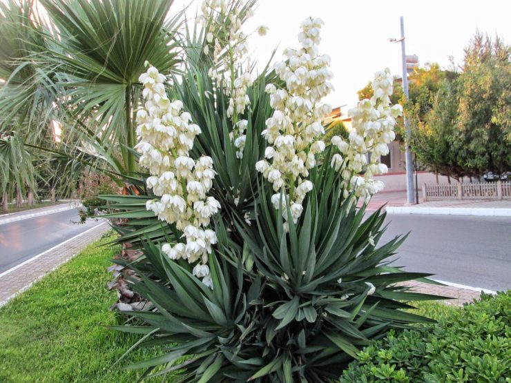 Юкка нитчатая (Yucca)