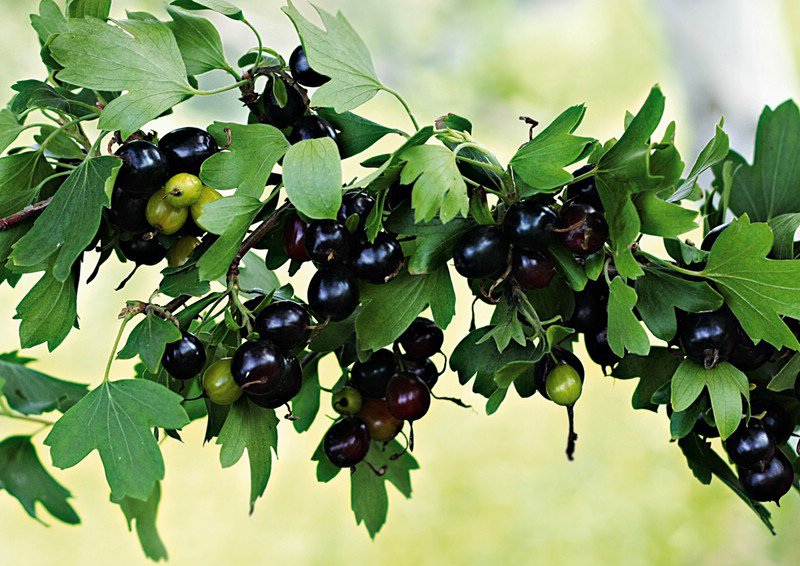 Золотистая смородина Ермак