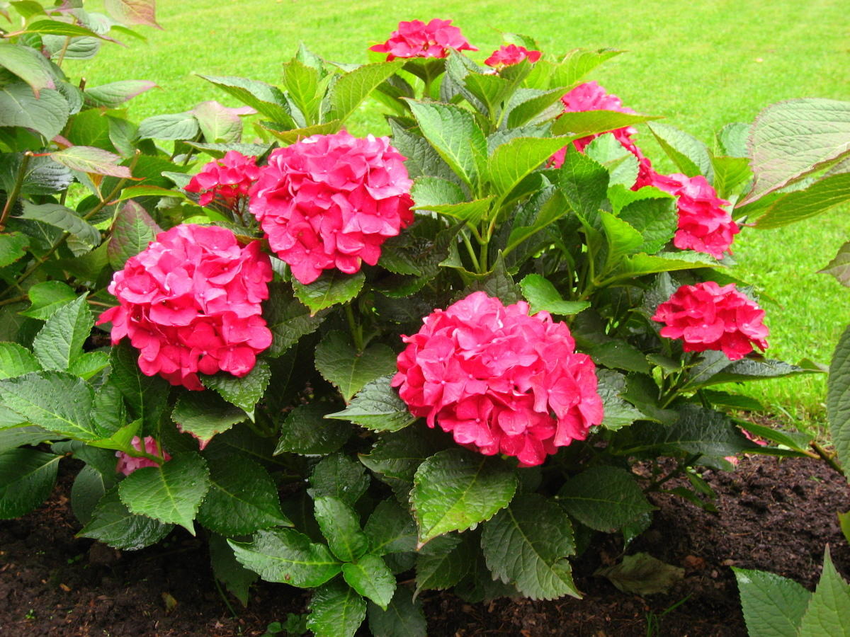 Гортензія крупнолистова Ред Сенсейшен (Red Sensation) 