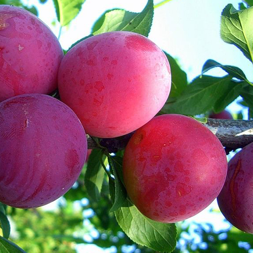 Алыча Десертная