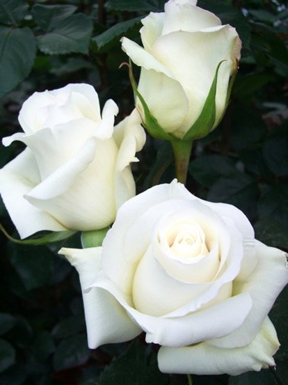 Роза Анастасия