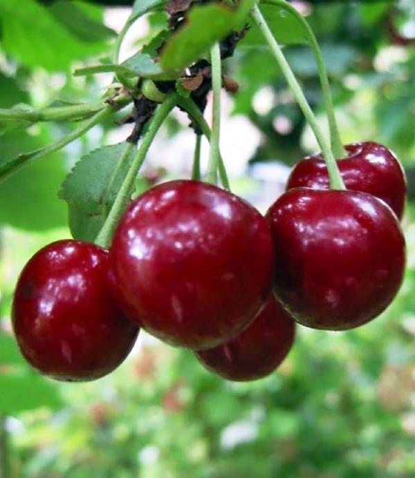 Вишня Эрди Бутермо