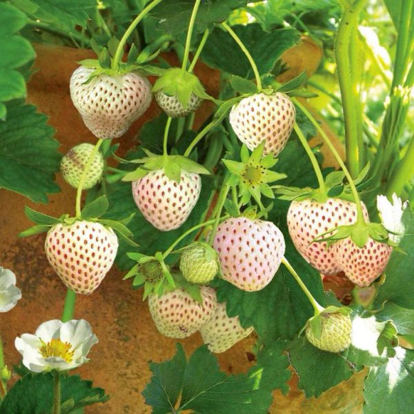 Полуниця Білий швед 