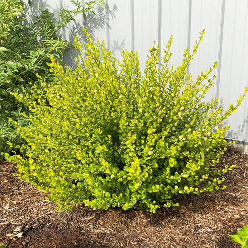 Береза карликова Голден Треже (Golden Treasure)