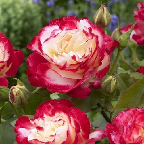 Роза Дабл Делайт