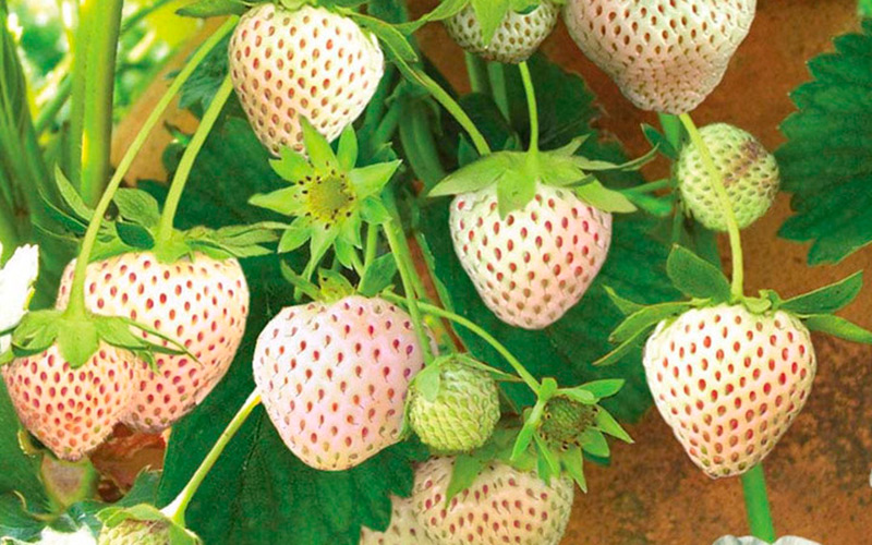 Клубника Белая Ананасная Пайнберри