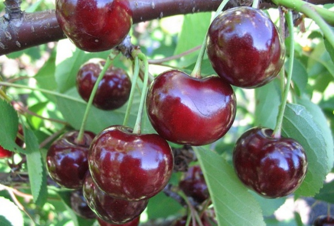 Вишня Встреча