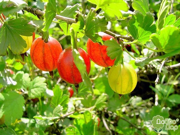 Крыжовник Тясмин