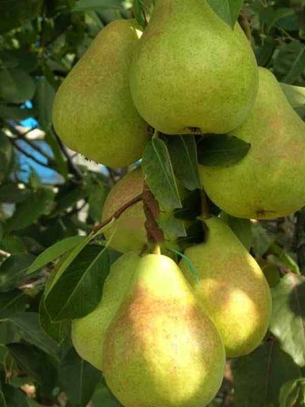 Груша Дельбарью