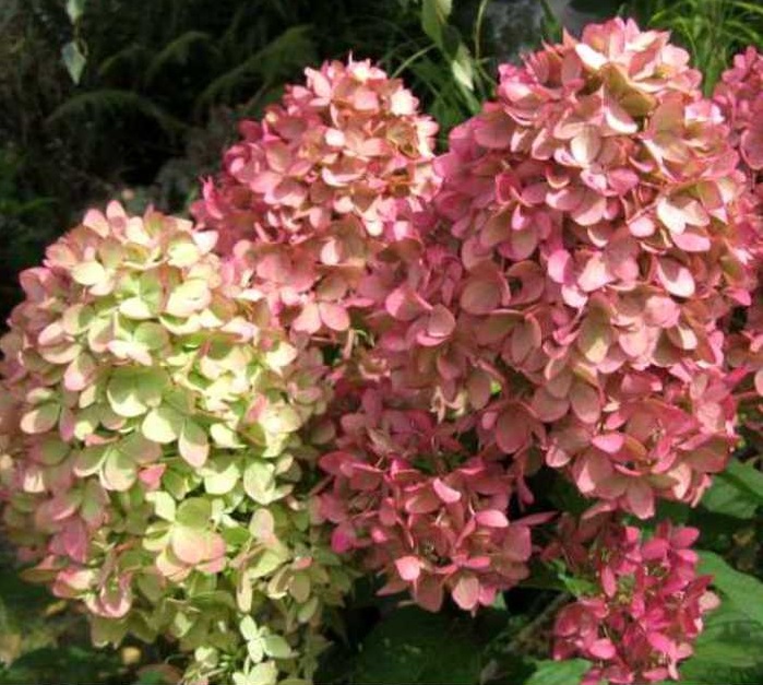 Гортензия метельчатая Мэджикал Кэндл (Magical Candle)