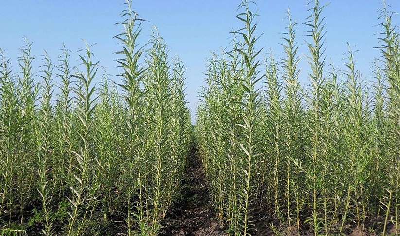 Верба энергетическая Сахалинская