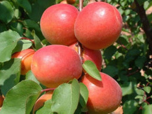 Абрикос Эрли Блаш