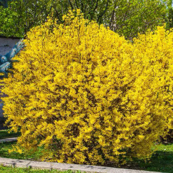 Форзиція тетраплоїдна (Forsythia tetraploidy)	