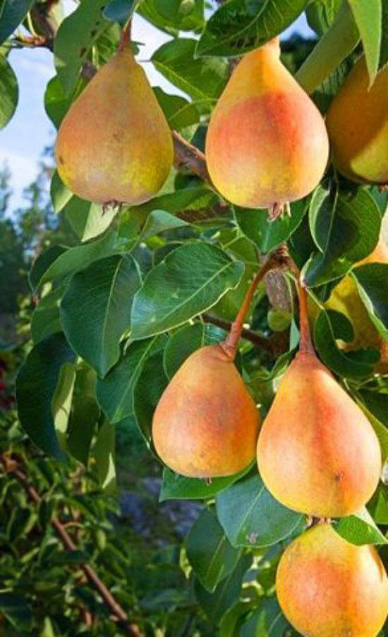 Груша колоновидная Огни Москвы