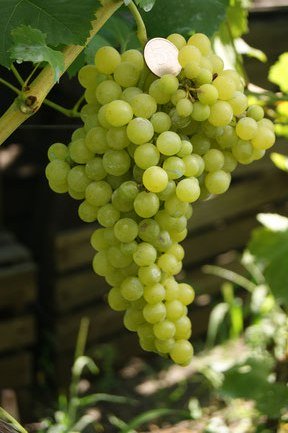 Виноград Кишмиш Жемчужина