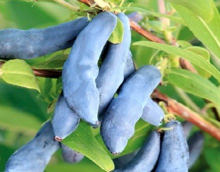 Жимолость съедобная Ленинградский великан