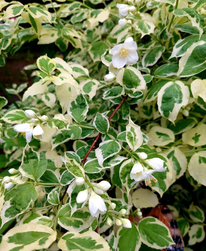 Жасмин Вариєгатний (Variegatus)
