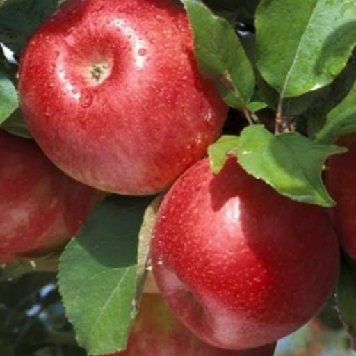 Яблоня сорта Камео