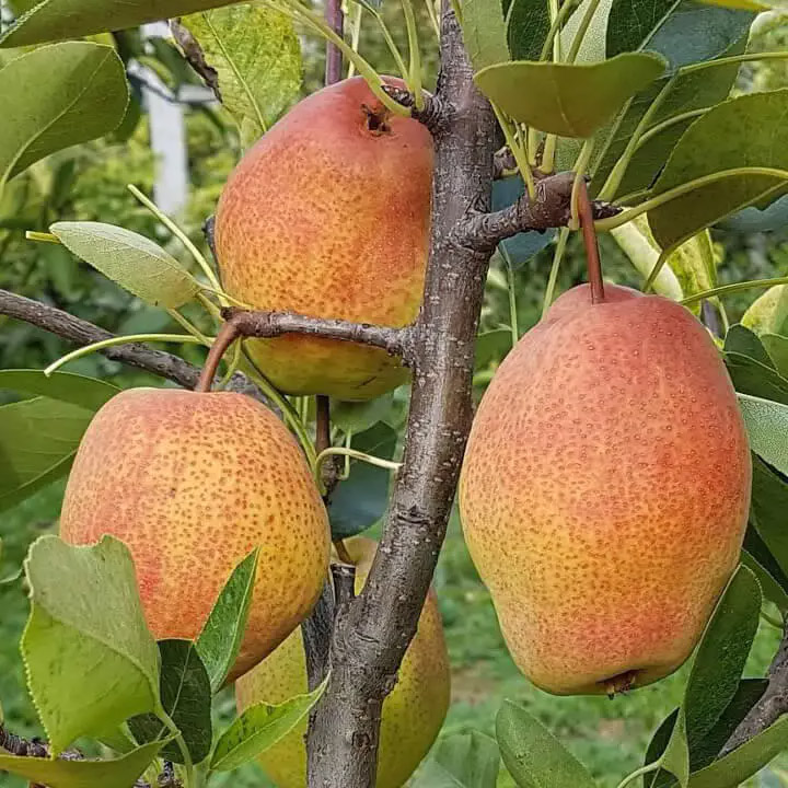 Груша Киргизька Зимова