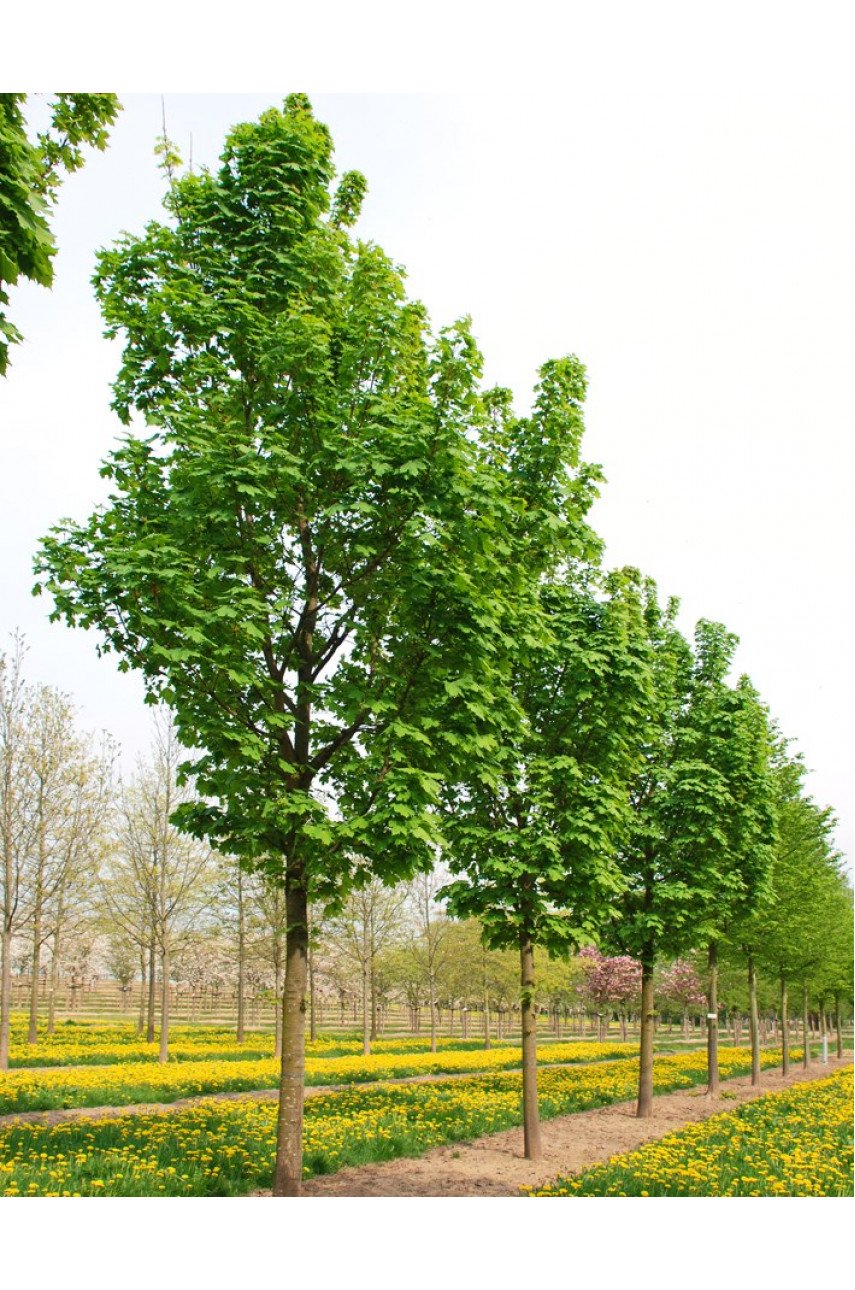 Клен остролистный