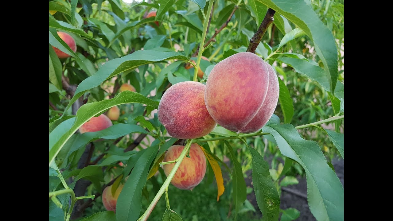 Саженцы Персика канадского Сорт Early Crest, Эрли Крест