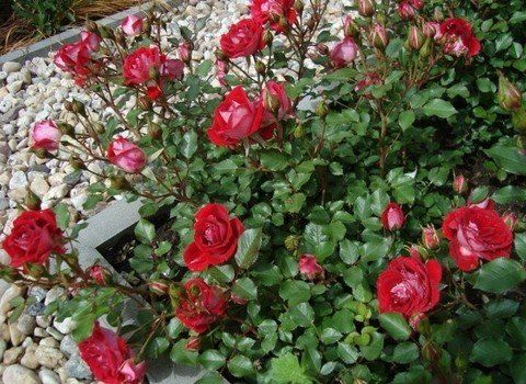 Роза миниатюрная Мэйди