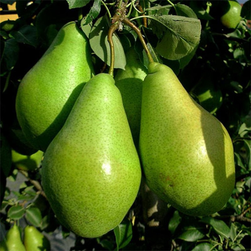 Груша Ноябрьская (Ксена)