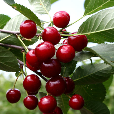 Вишня Памяти Вавилова