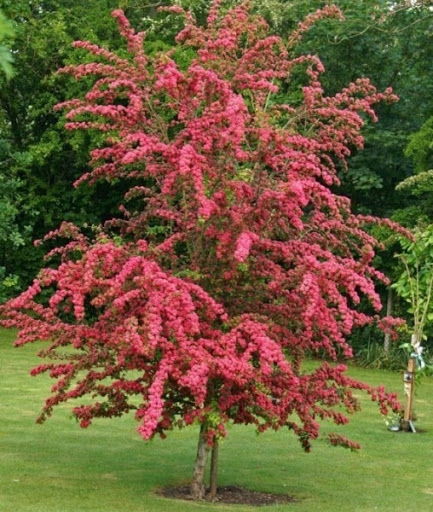 Боярышник Пауль Скарлет