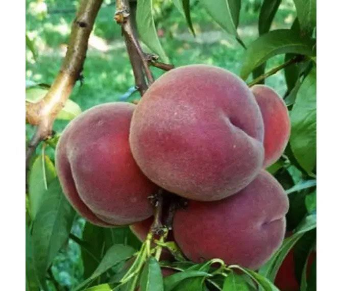 Персик Роял Саммер (Royal Summer) 