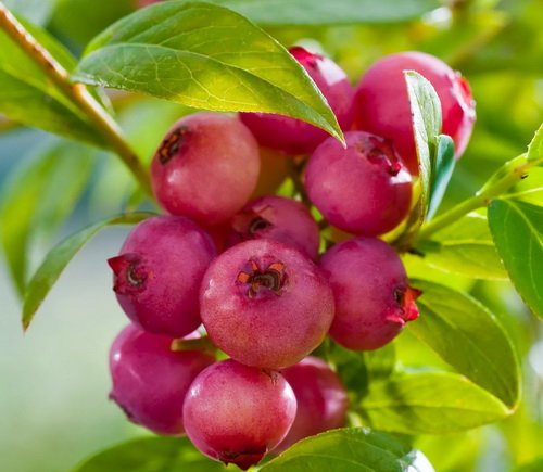 Голубика Пинк Лимонад (Pink Lemonade)