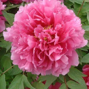 Пион древовидный Ying Ri Hong (сеянец)