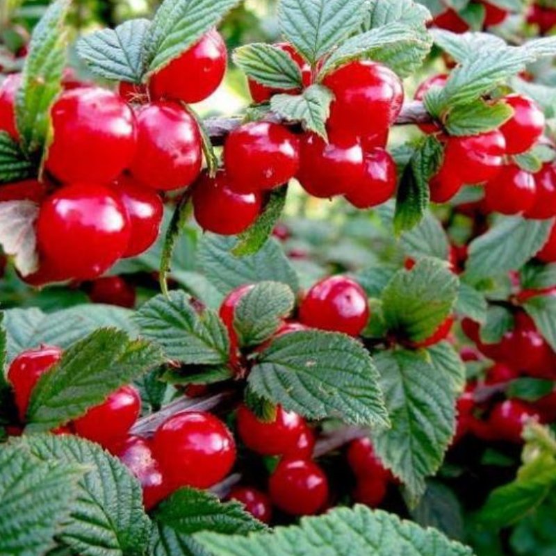 Вишня войлочная Андо